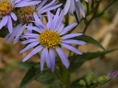 Eurybia conspicua (Lindl.) G. L. Nesom resmi