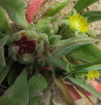 Image of Cleretum papulosum subsp. papulosum