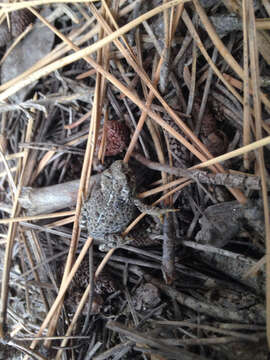 Image of western toad