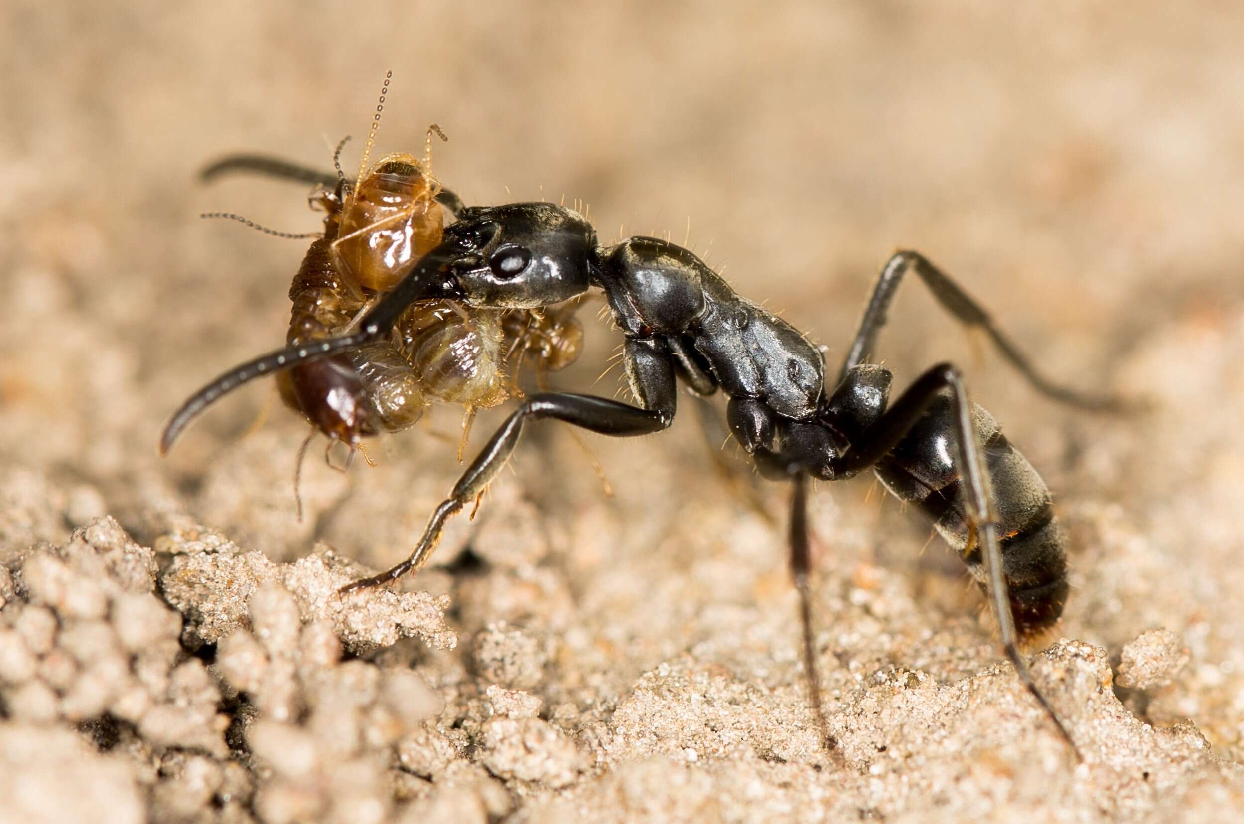 Image of Matabele ant