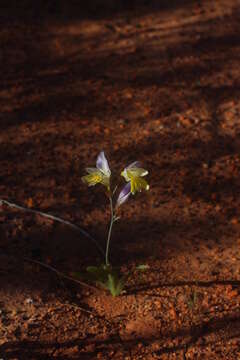 Image of Sparaxis auriculata Goldblatt & J. C. Manning