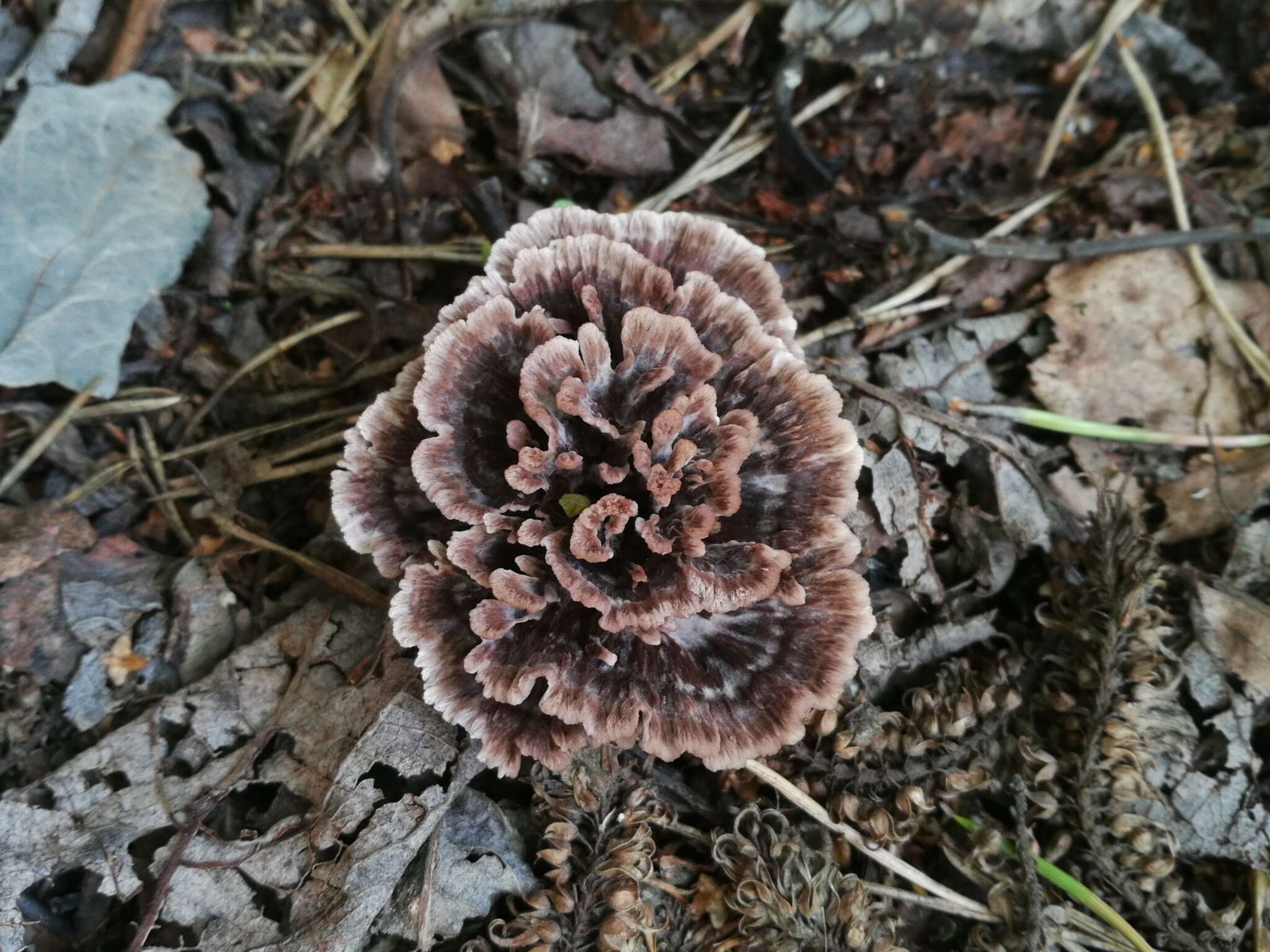 Thelephora caryophyllea (Schaeff.) Pers. 1801的圖片