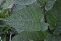 صورة Verbascum alpinum Turra