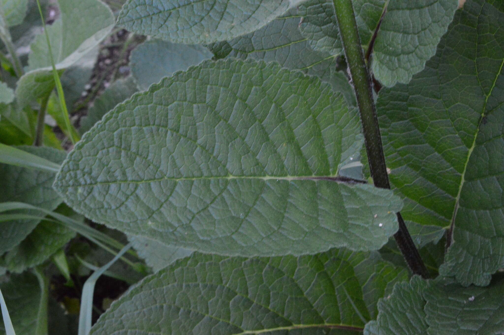 Image of Verbascum alpinum Turra