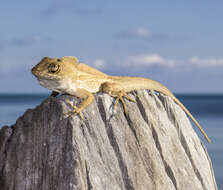 Image of Puerto Rican Crested Anole