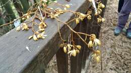 Image de Erythrorchis altissima (Blume) Blume