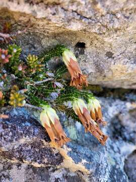 Image of Erica banksia (Willd.) Andr.