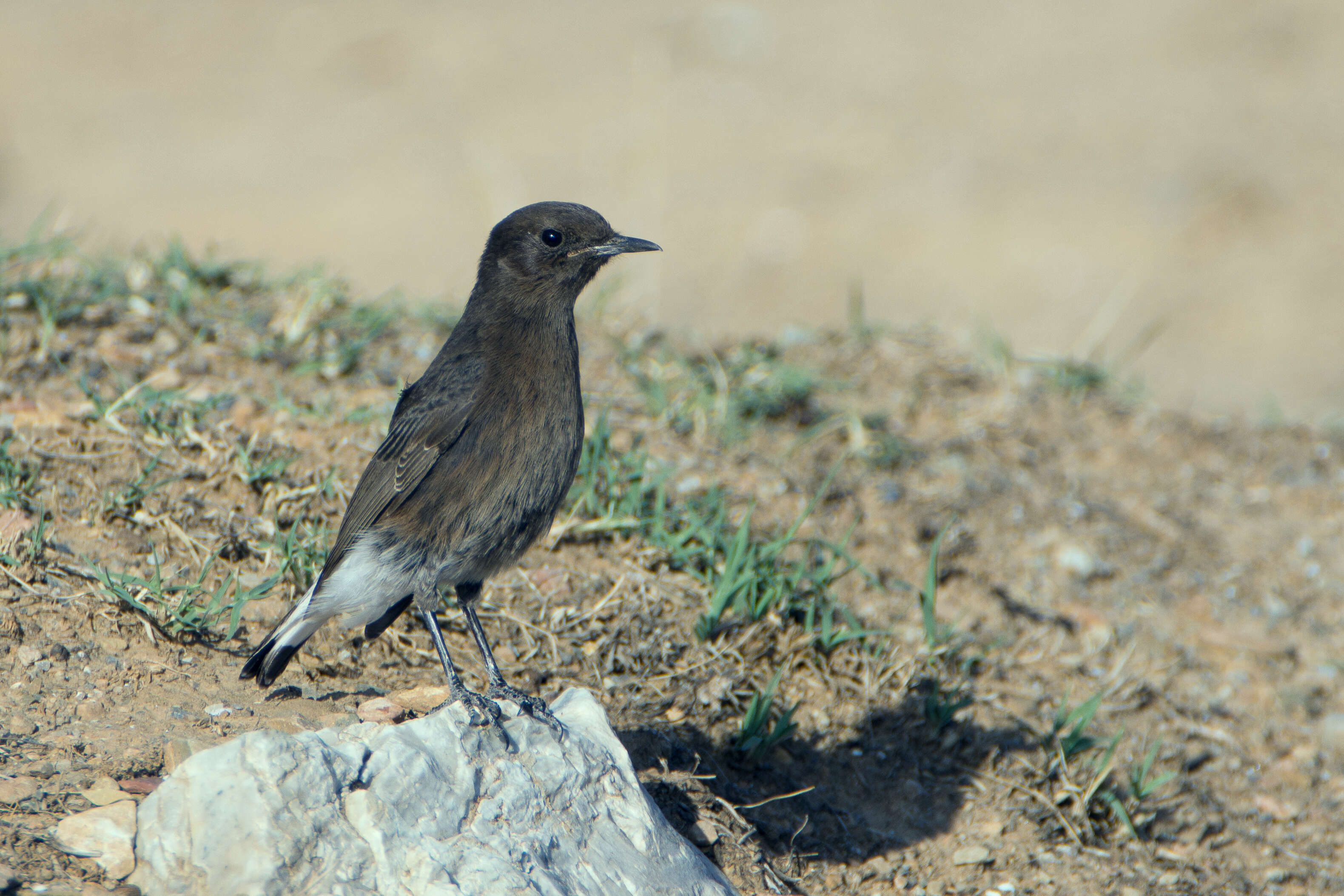 Image of Black Wheatear