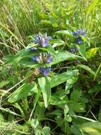 Image of Cross gentian