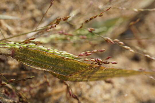 Image of Gattinger's Panic Grass