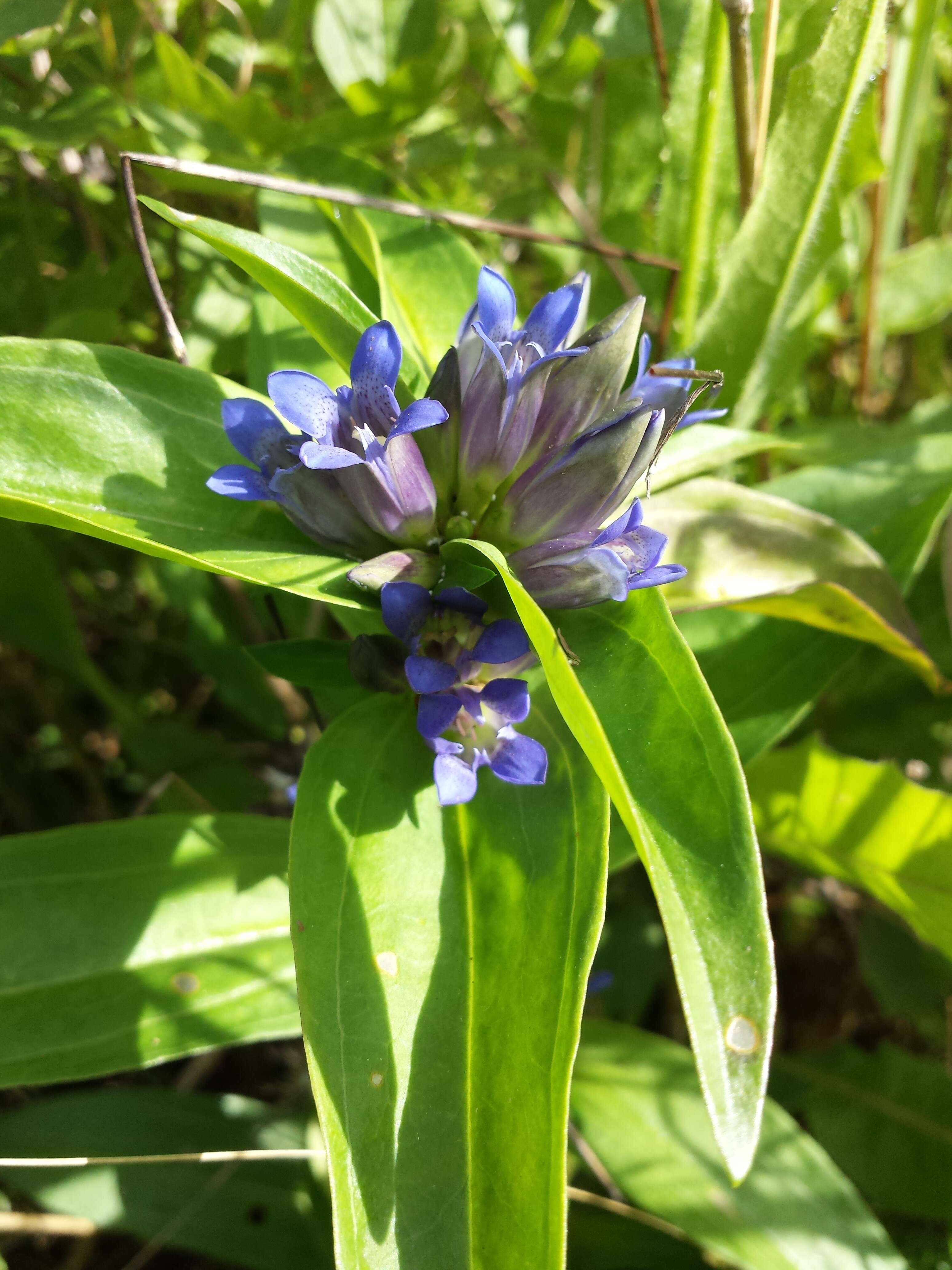 Image of Cross gentian