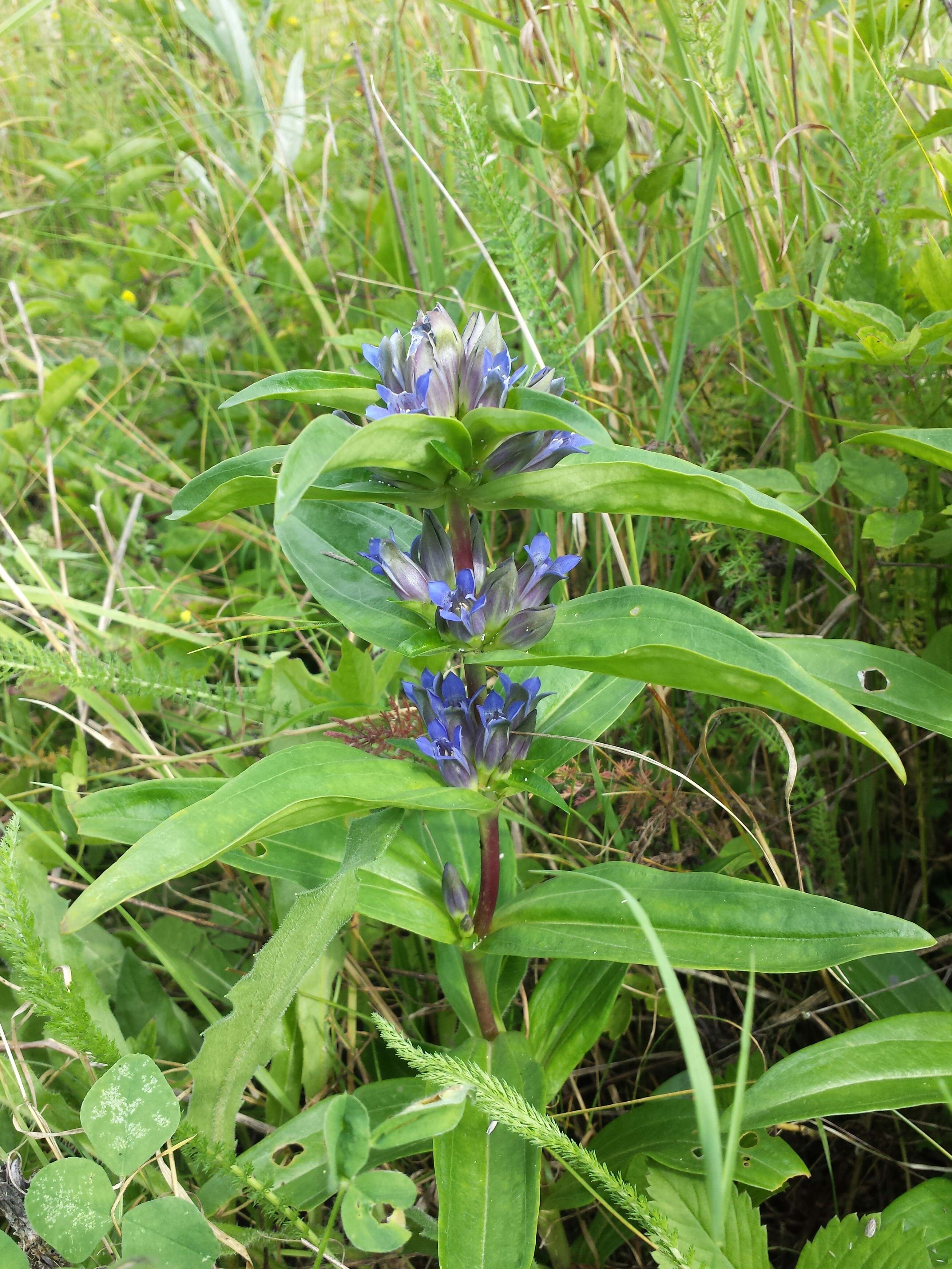 Image of Cross gentian