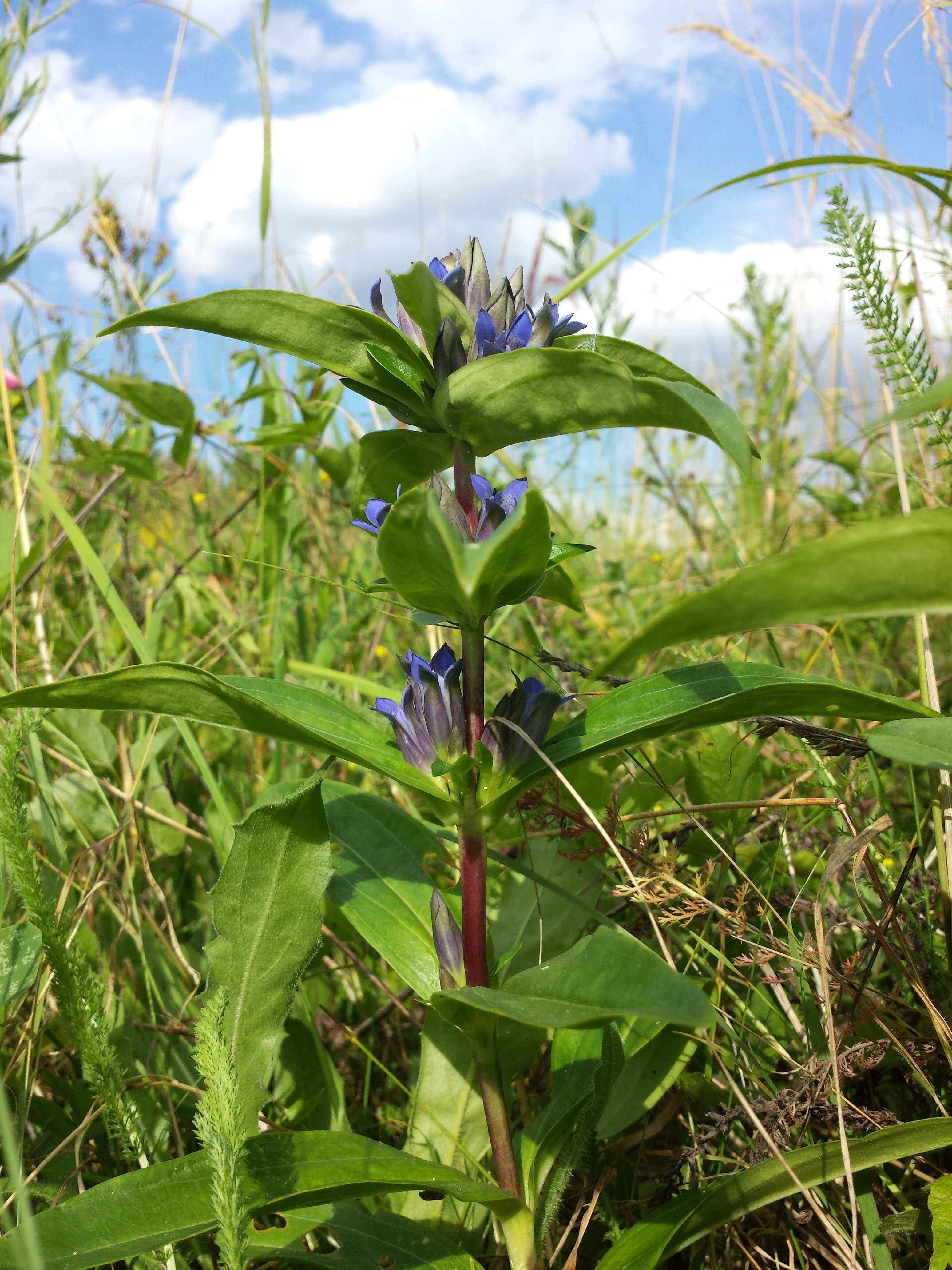 Image of Cross gentian