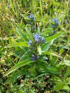 Image of Cross gentian