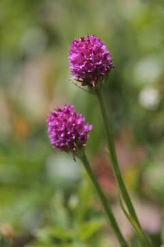 Gymnadenia heufleri (A. Kern.) Wettst.的圖片