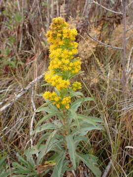 Image of Southern Goldenrod