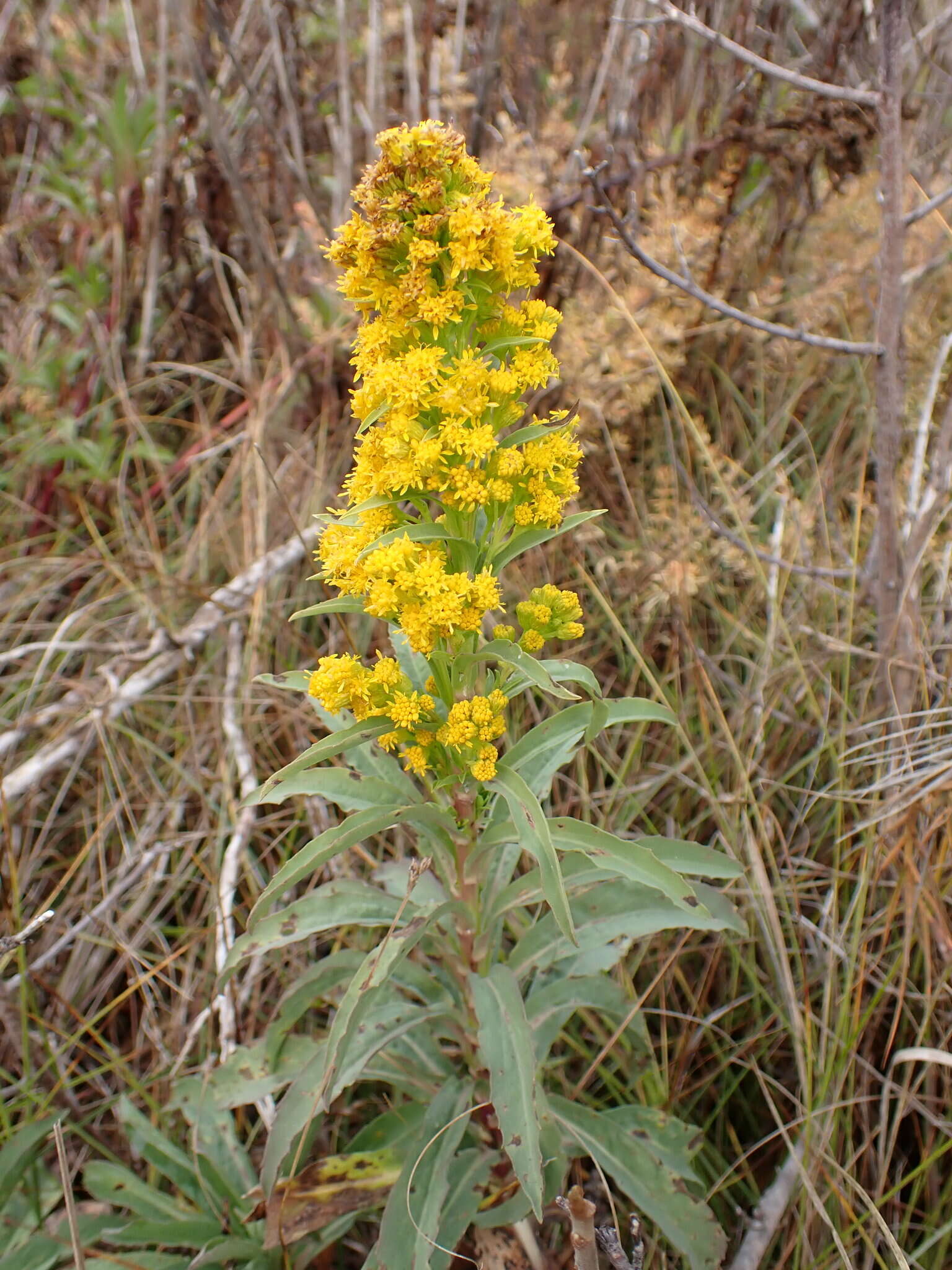 Image of Southern Goldenrod