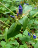 Image of closed bottle gentian