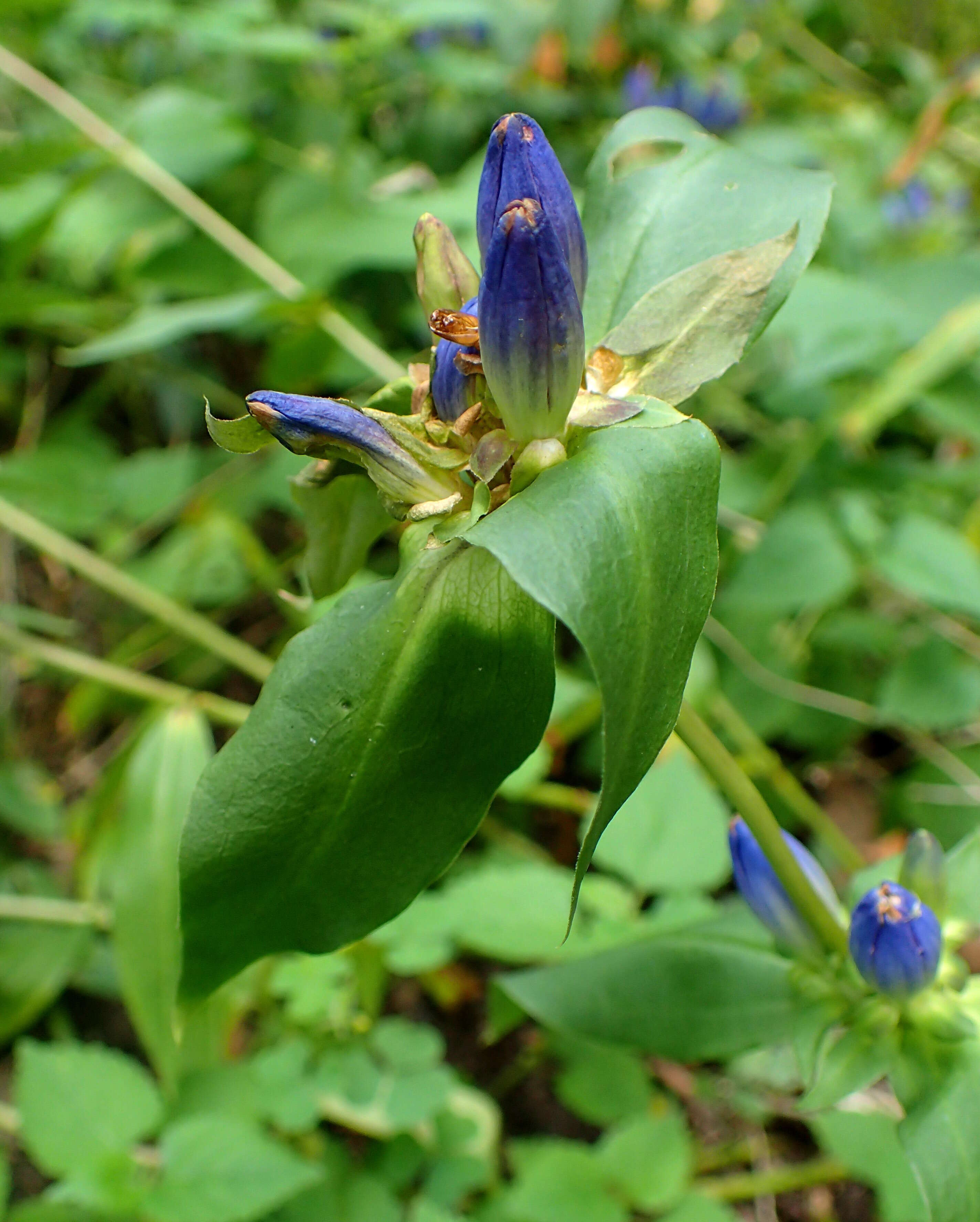 Image of closed bottle gentian