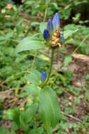 Gentiana andrewsii Griseb.的圖片