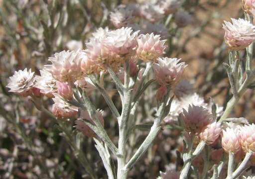 Image of Helichrysum stellatum (L.) Less.