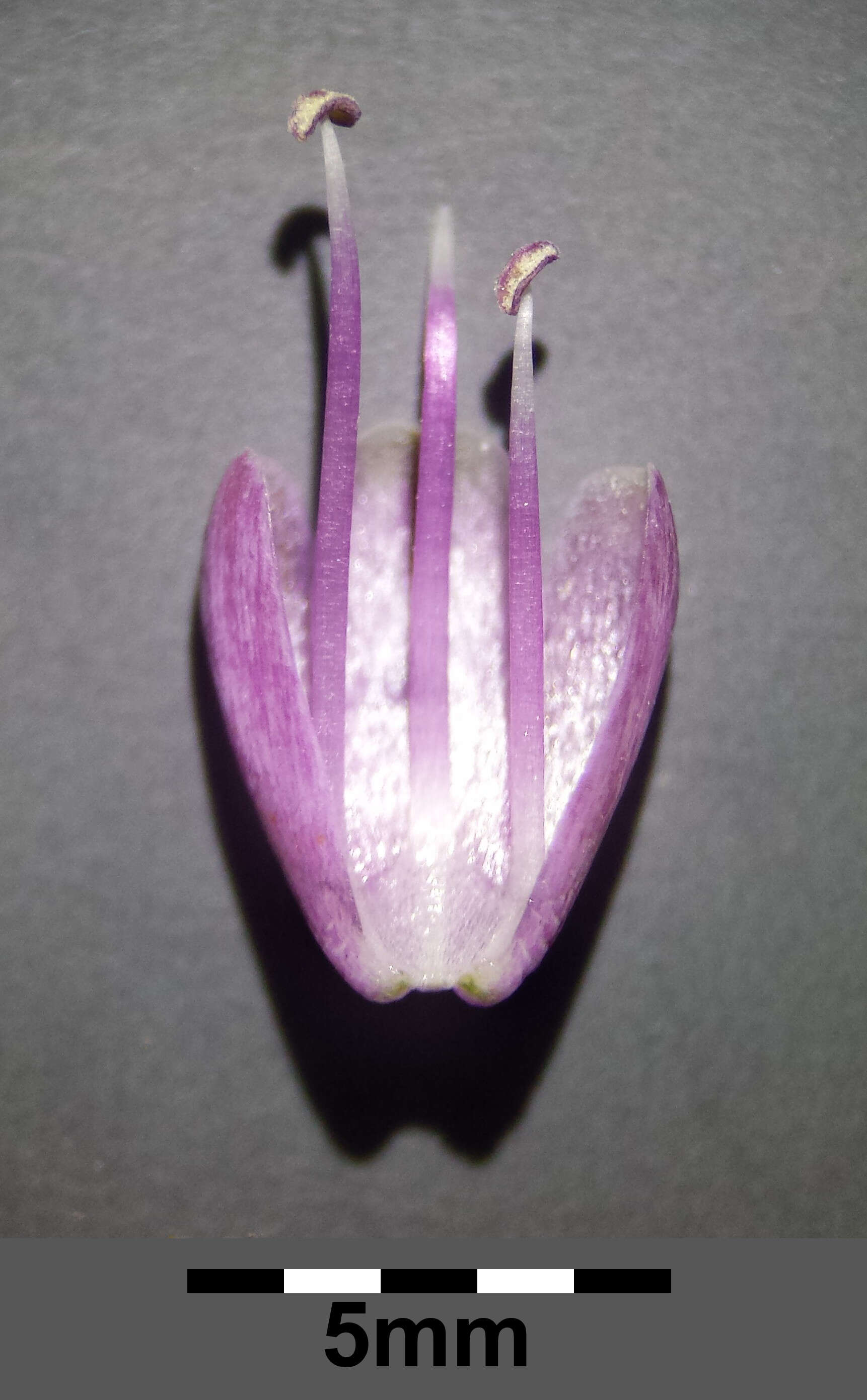 Image of Allium carinatum L.