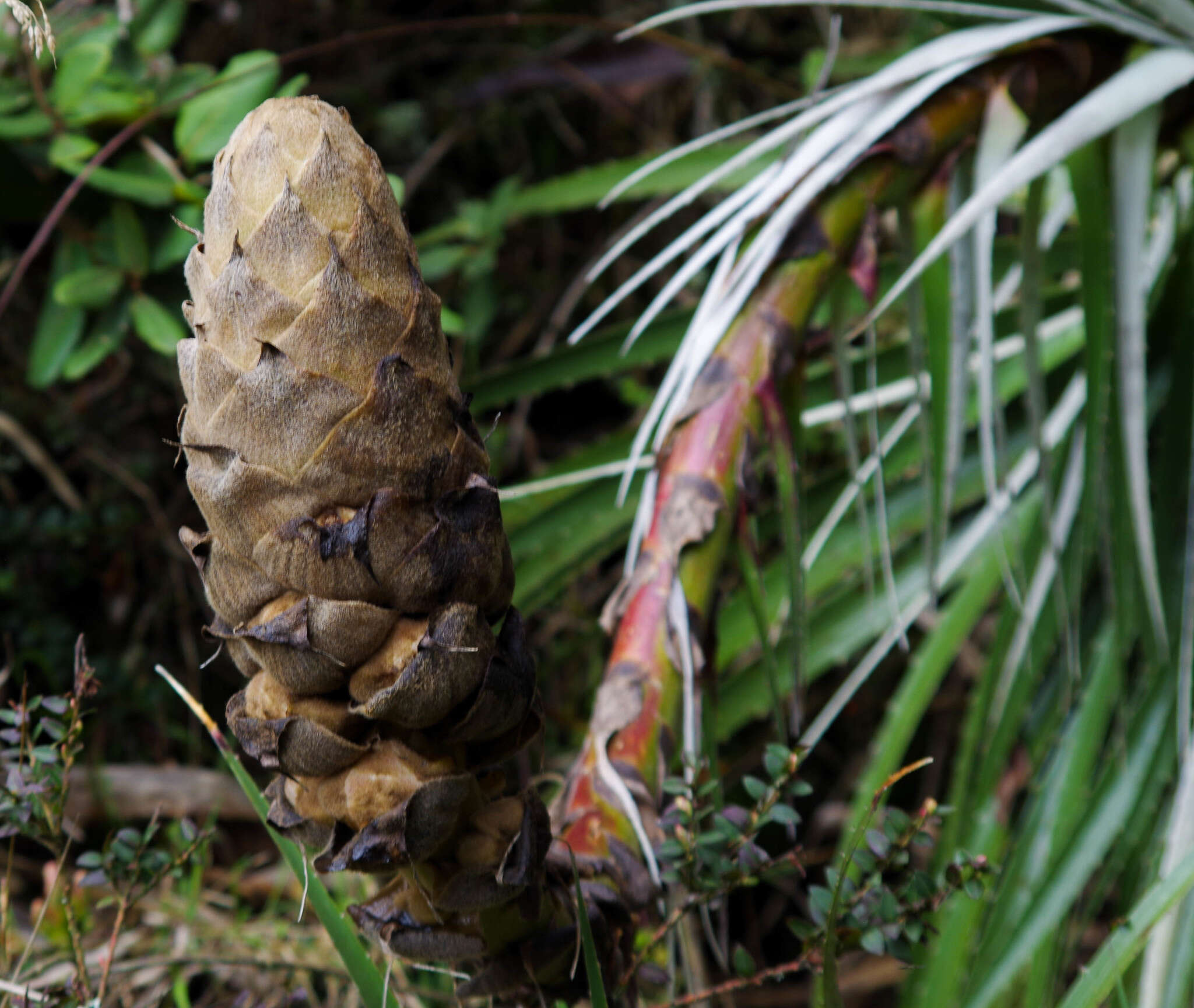 Imagem de Puya glomerifera Mez & Sodiro