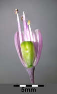 Image of Allium carinatum L.