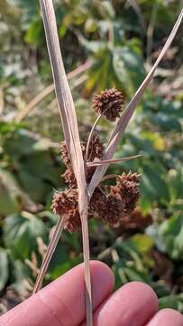 Image of Pale Bulrush