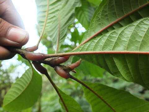 Image of Meliosma simplicifolia subsp. simplicifolia