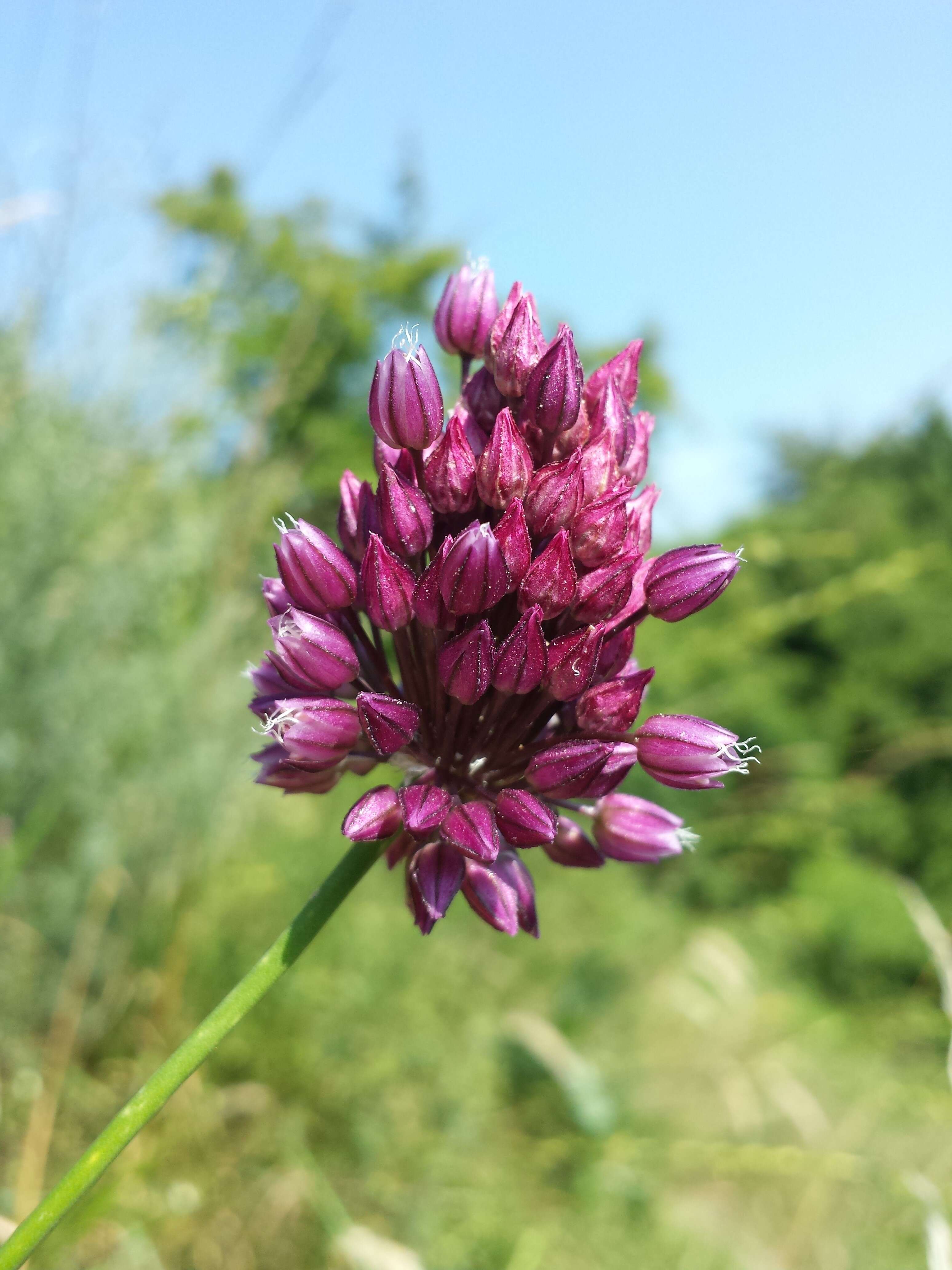 Image of sand leek