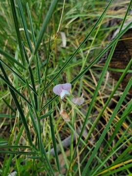 Image of Common Sweet Pea