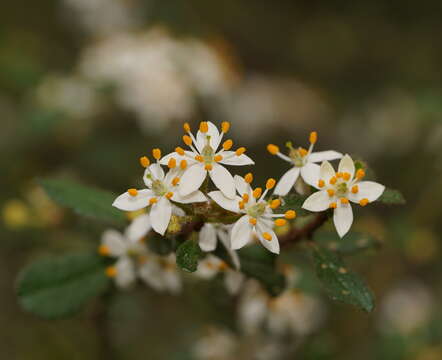 Image of Asterolasia asteriscophora subsp. albiflora Mole