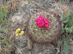 Image of Simpson's Hedgehog Cactus