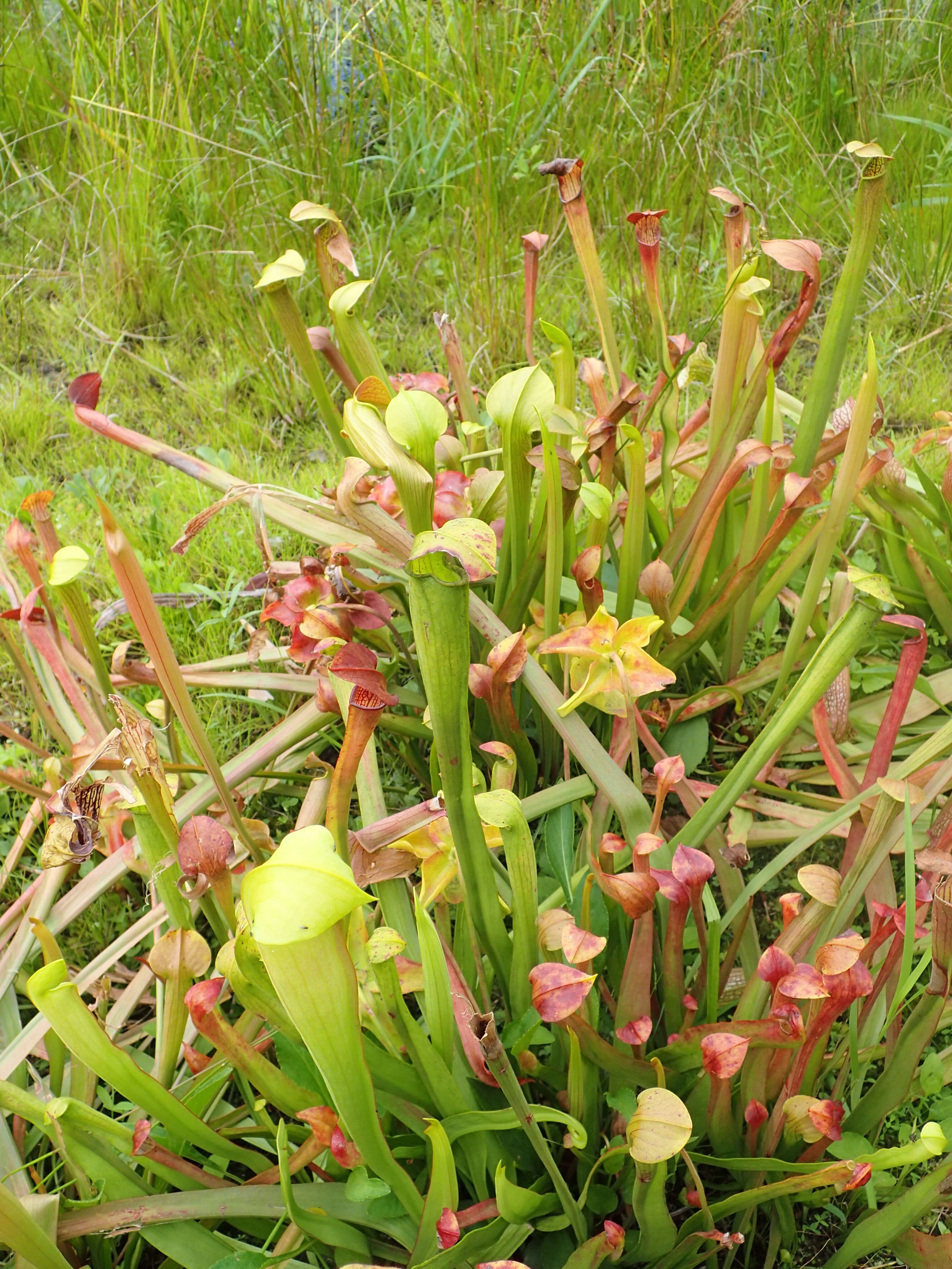 Image of Yellow Trumpets