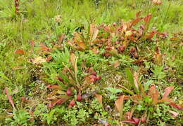 Image of parrot pitcherplant