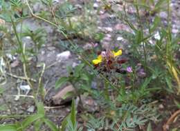 Слика од Dalea prostrata Ortega