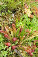 Image of parrot pitcherplant