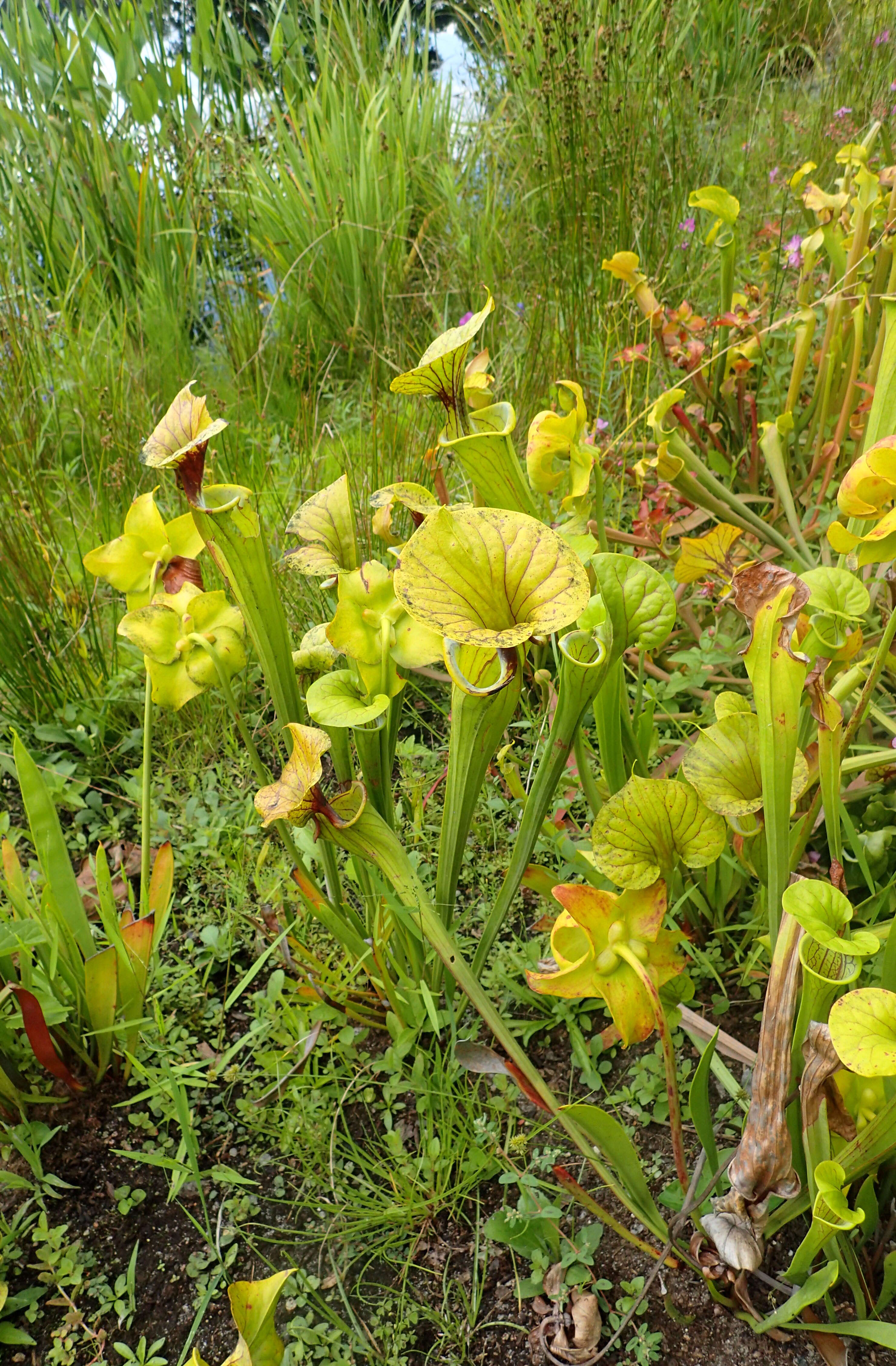 Image of Yellow pitcher plant