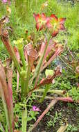 Image of Green Pitcherplant