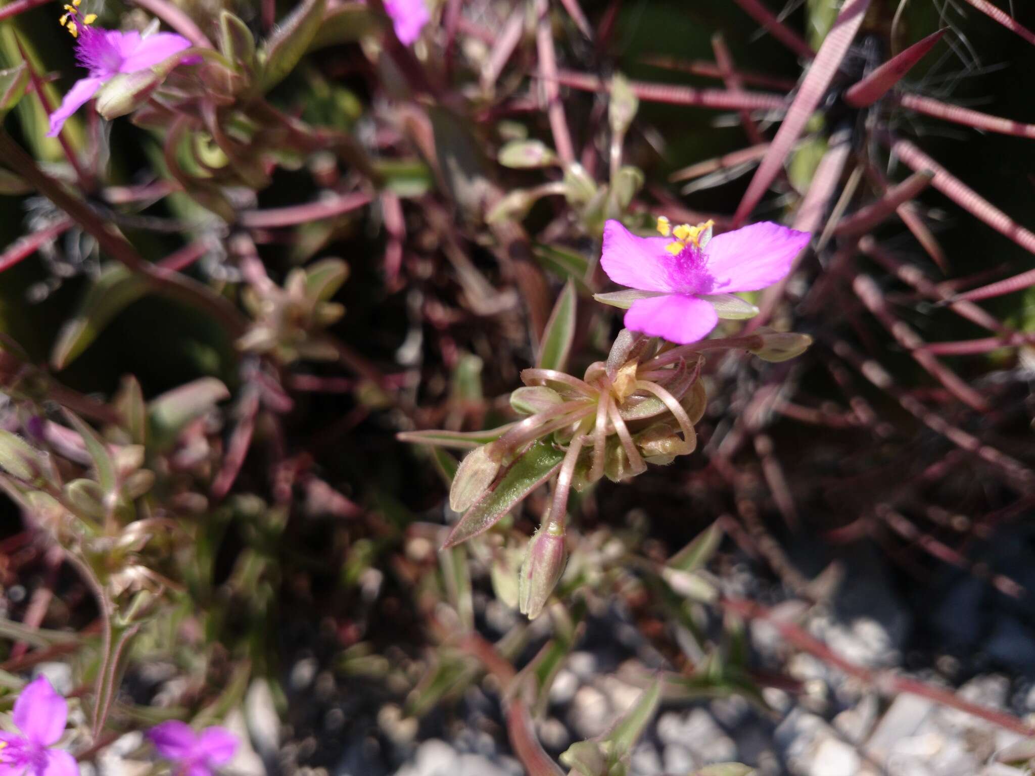 Imagem de Callisia navicularis (Ortgies) D. R. Hunt