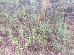 Image of wrinkleleaf goldenrod