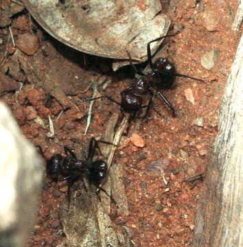 Image of Myrmicaria baumi Forel 1901