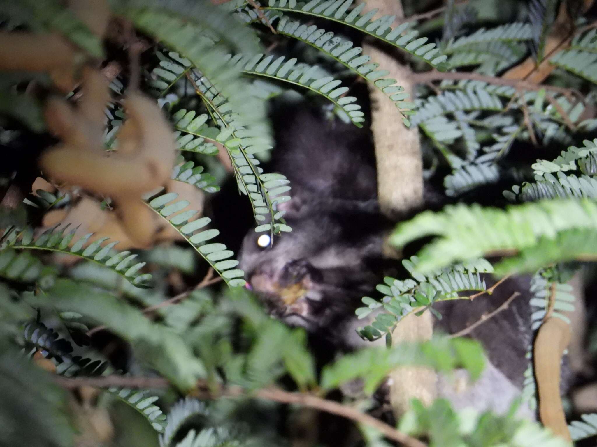 Image of Indian Giant Flying Squirrel