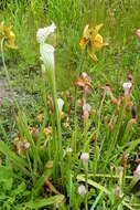 Image of crimson pitcherplant