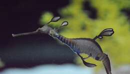 صورة Phyllopteryx