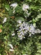 Image of Asplundianthus arcuans (B. L. Rob.) R. King & H. Rob.