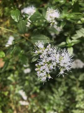 Image of Asplundianthus