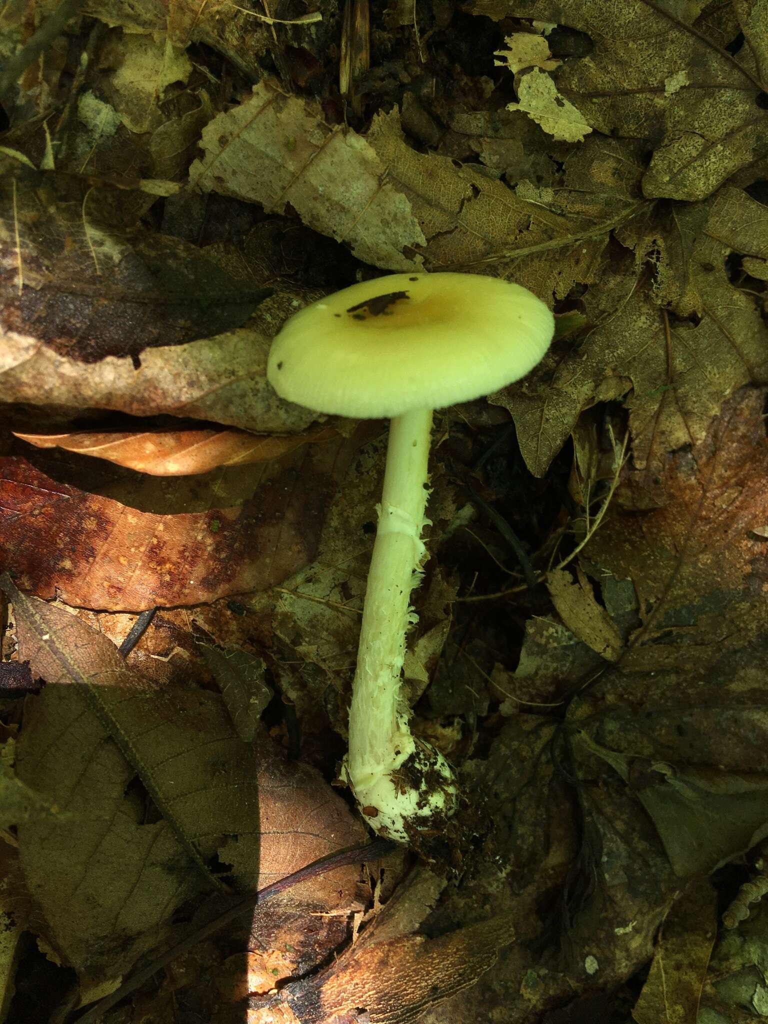 Image of Amanita albocreata (G. F. Atk.) E.-J. Gilbert 1941