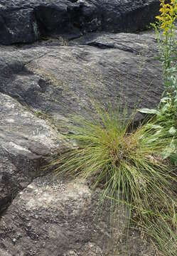 Image of prairie dropseed